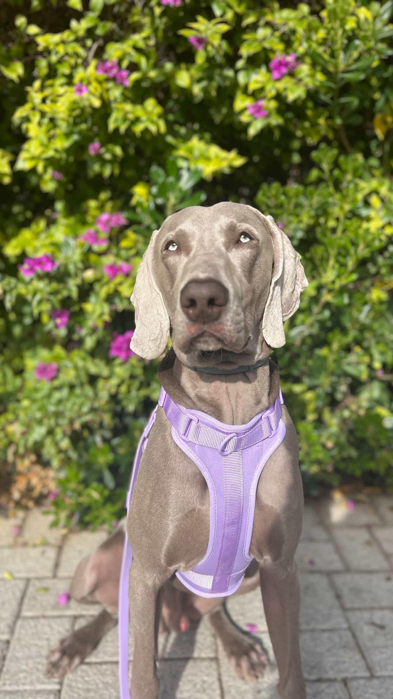 Arnés de paseo morado