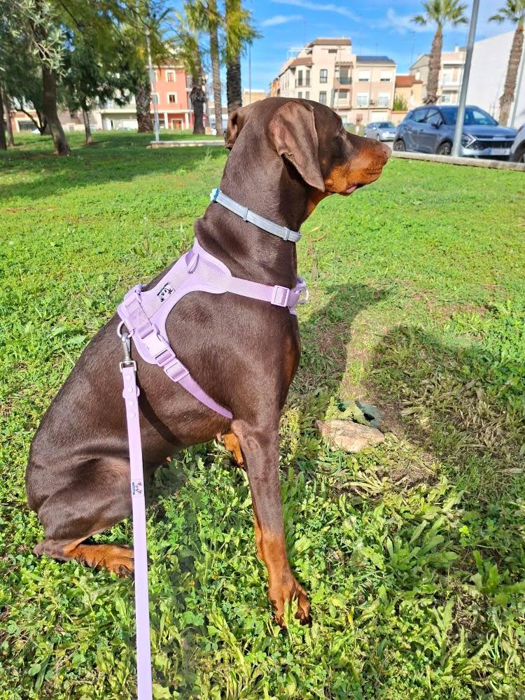 Kit de paseo morado