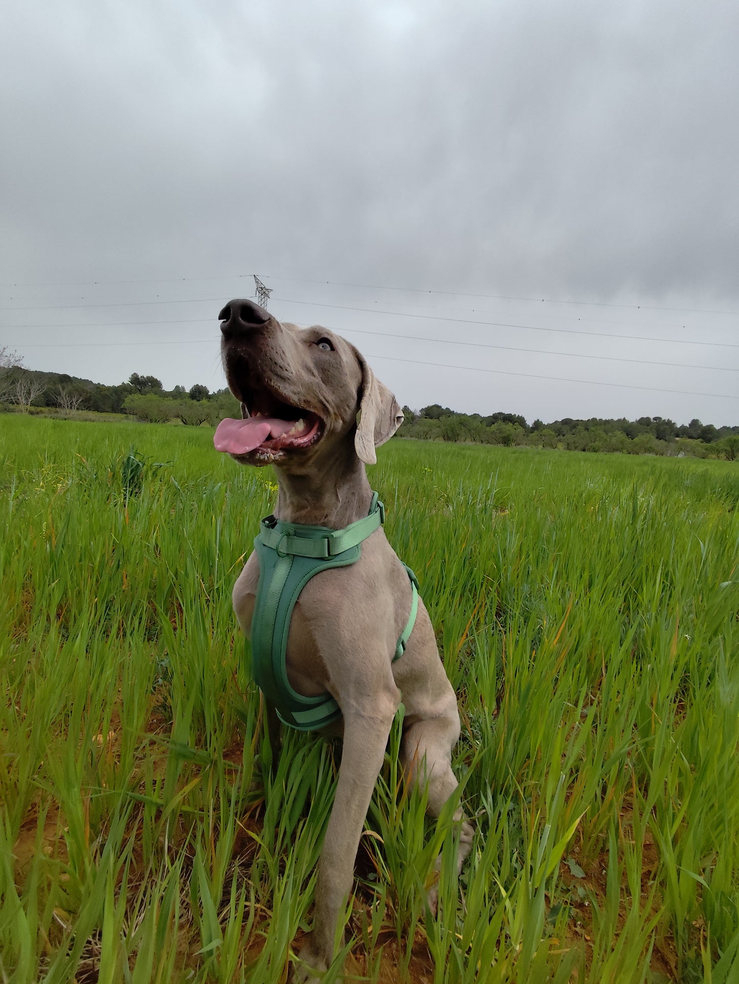 Arnés de paseo verde