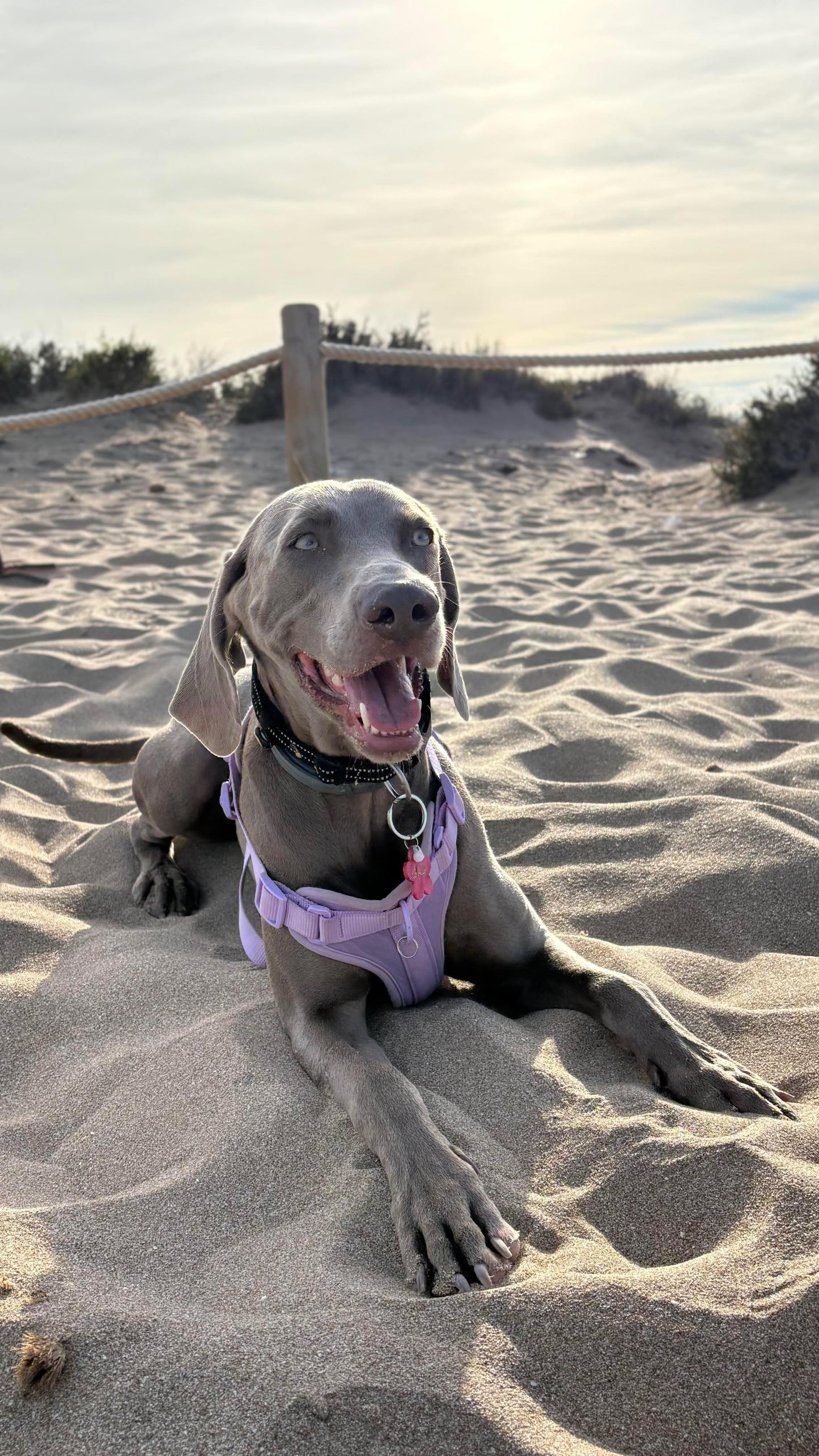 Kit de paseo morado