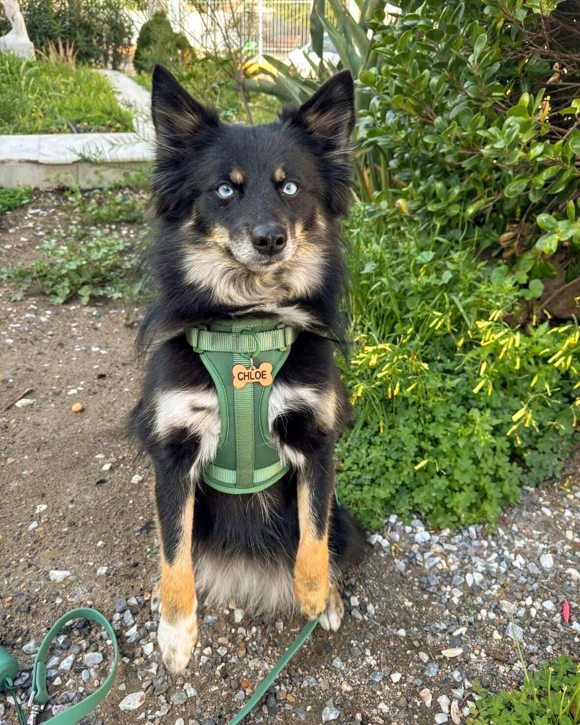 Kit de paseo verde