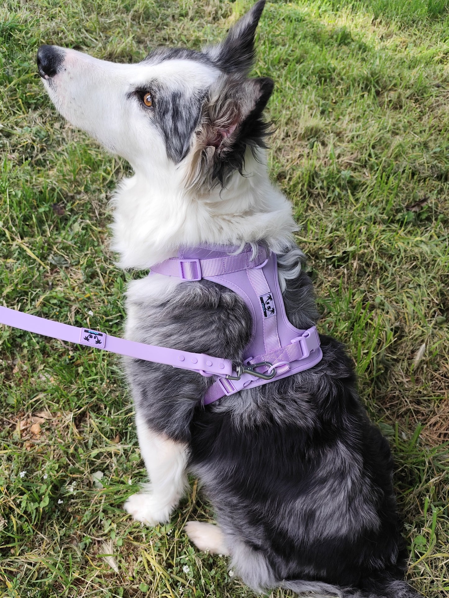 Kit de paseo morado