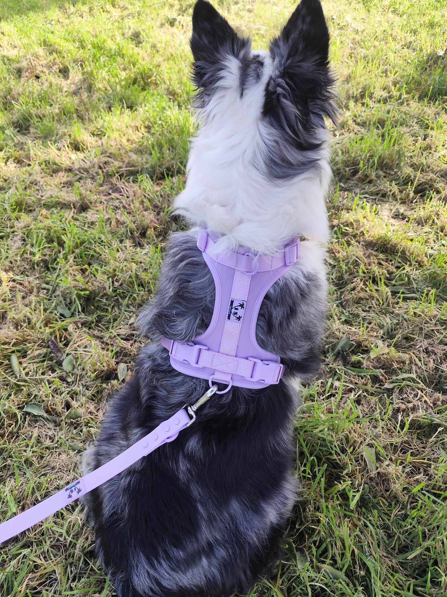 Arnés de paseo morado