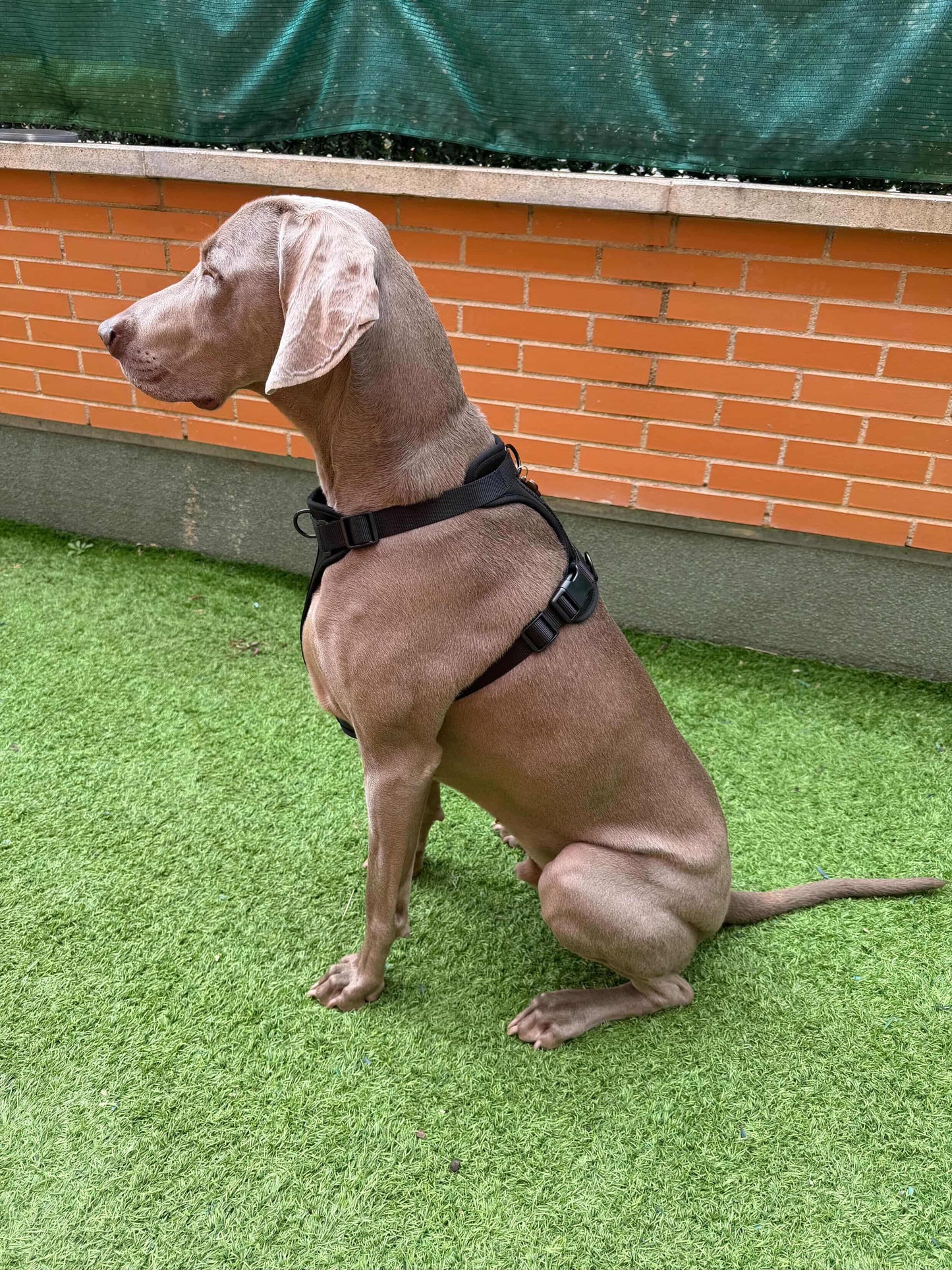 Kit de paseo negro