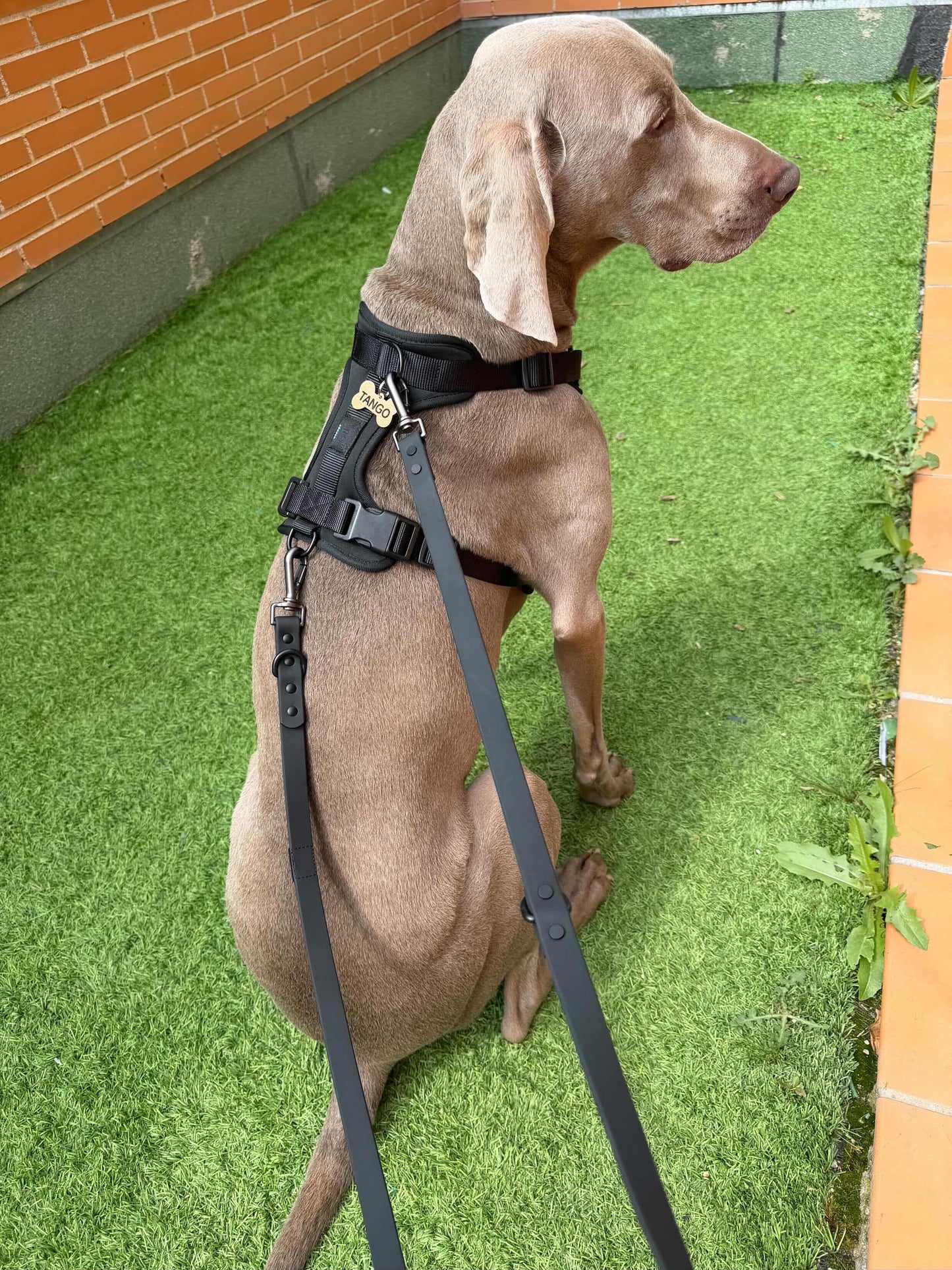 Kit de paseo negro