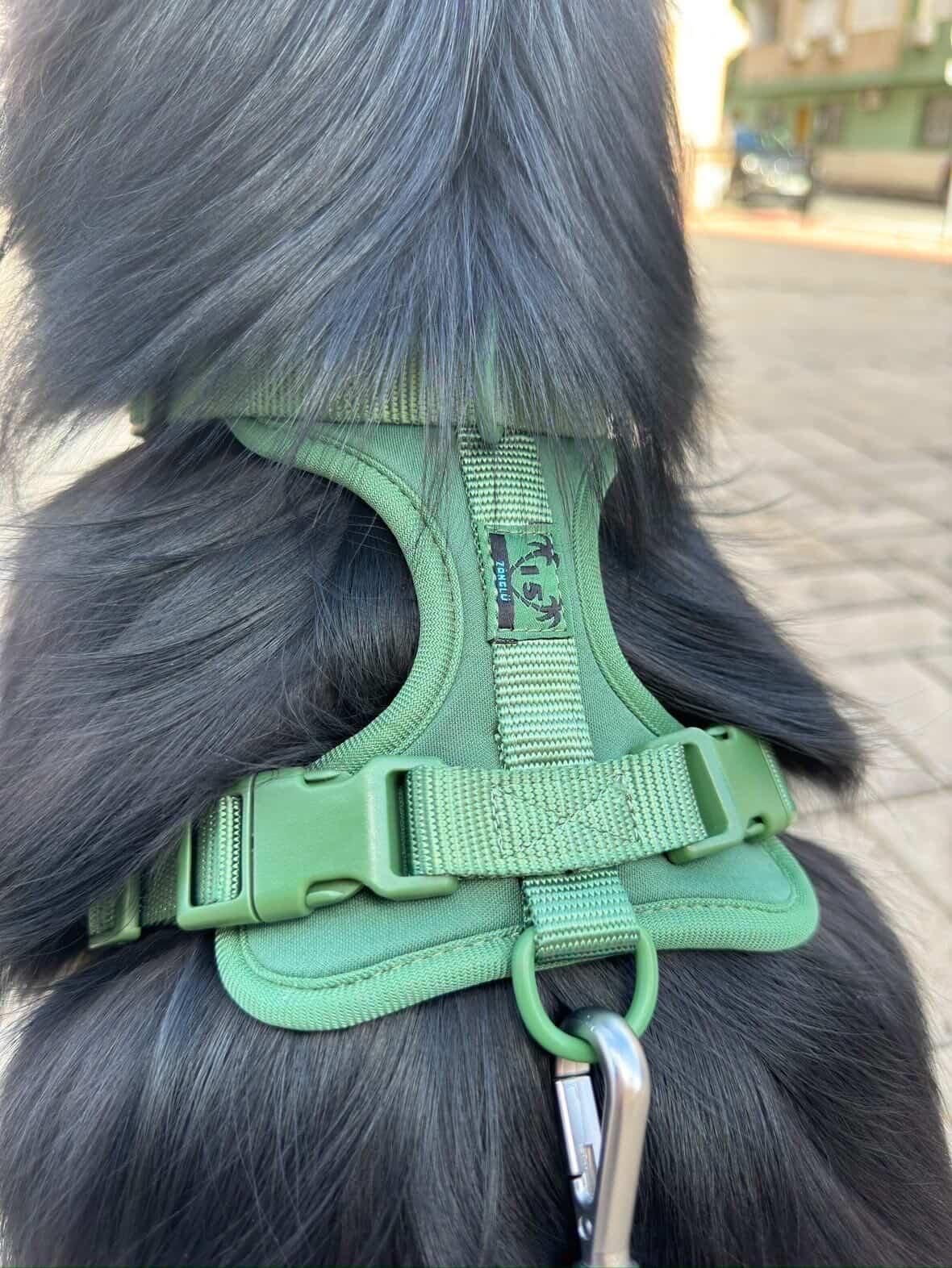 Kit de paseo verde